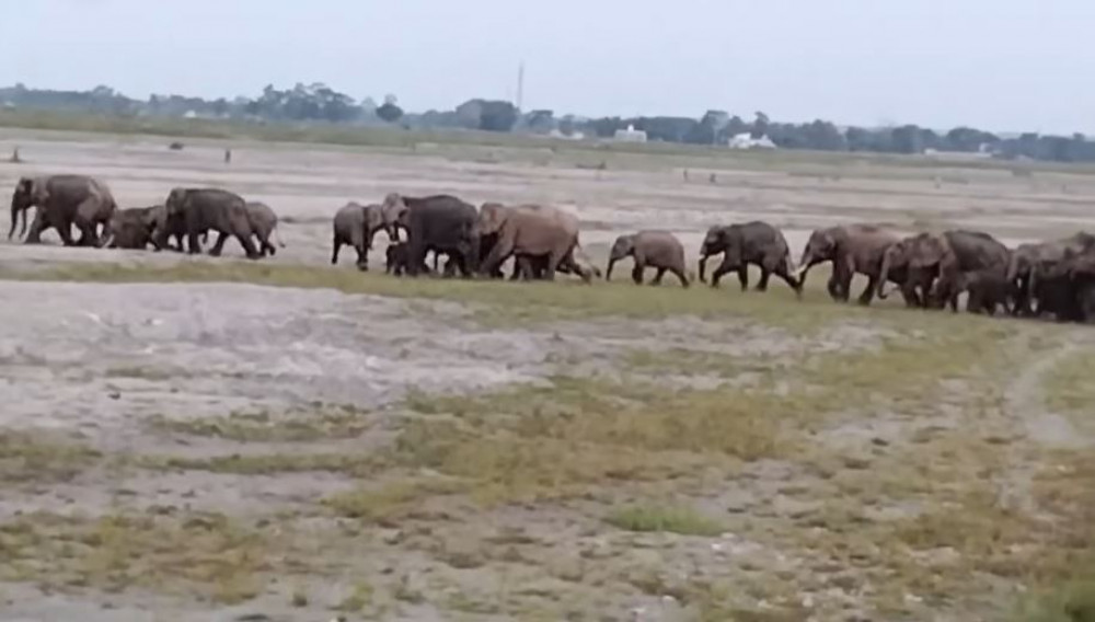 बाहुनडाँगीमा हात्ती आतंक, स्थानीय त्रसित