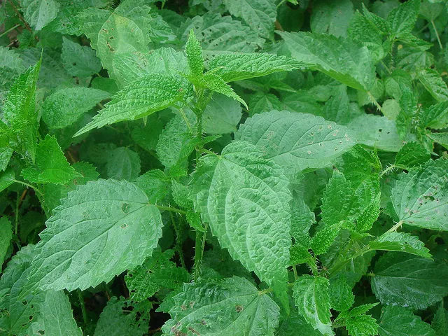 पहिचान बन्दै सिस्नो, बाँको र आलु