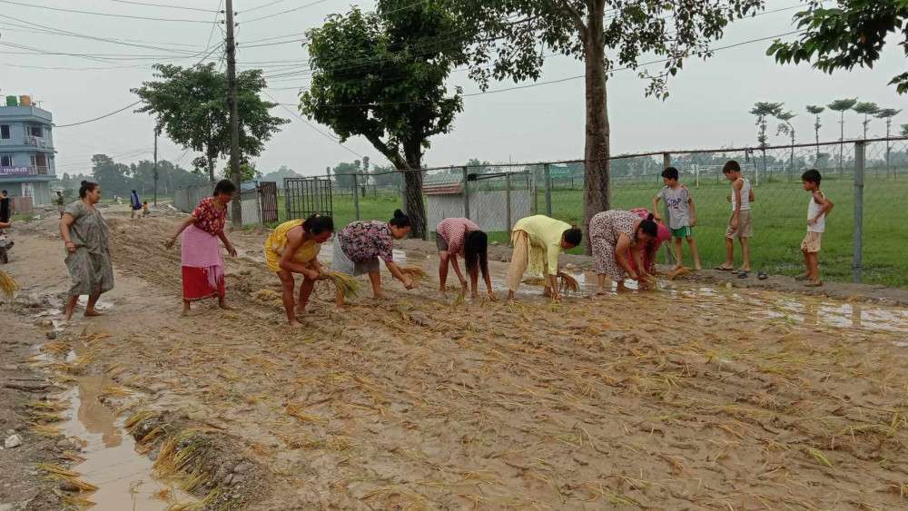 बिर्तामोड नगर अस्पताल जाने बाटोमा स्थानीयले रोपे धान